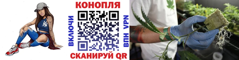 Шишки марихуана ГИДРОПОН  Новосибирск 